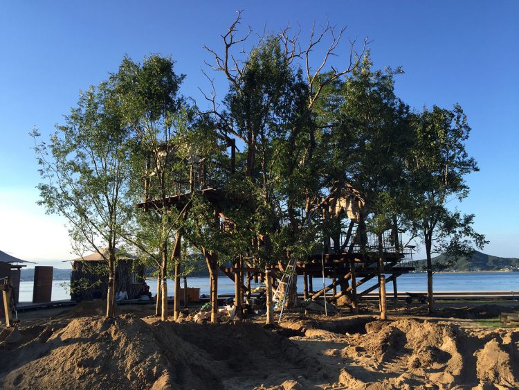 Tree terrace on uninhabited island-5