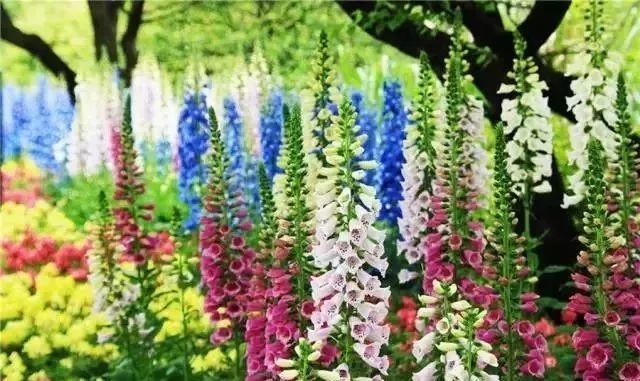 园林景观植物绿化设计方法解析-60