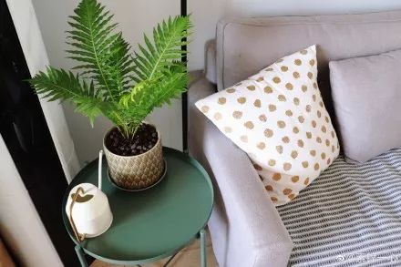 家居绿植摆放技巧，打造清新空间-2