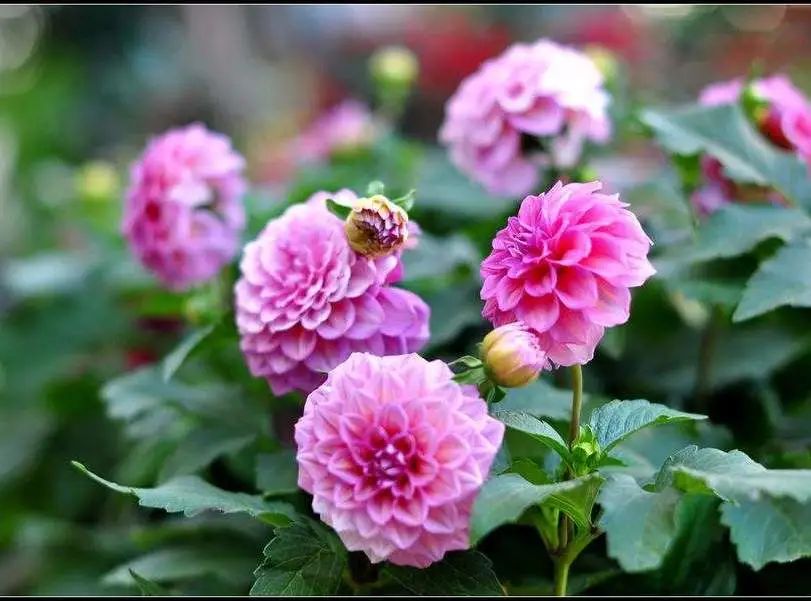 夏日花园养护攻略，打造梦想花园-54