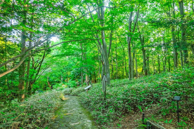 名古屋市东山动植物园之植物园丨日本爱知-77