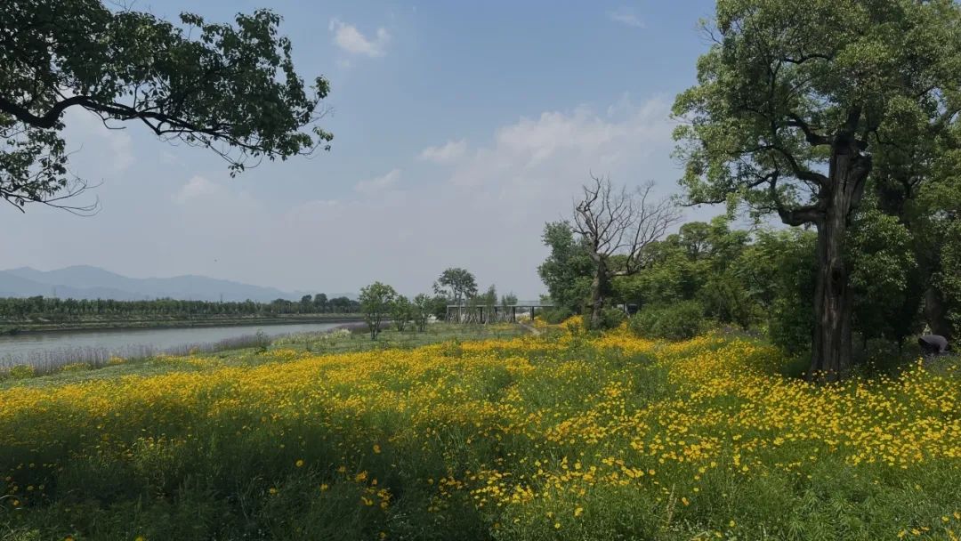 大溪滩香樟露营基地 | 中国美院风景建筑设计研究总院 | 中国浙江衢州-35