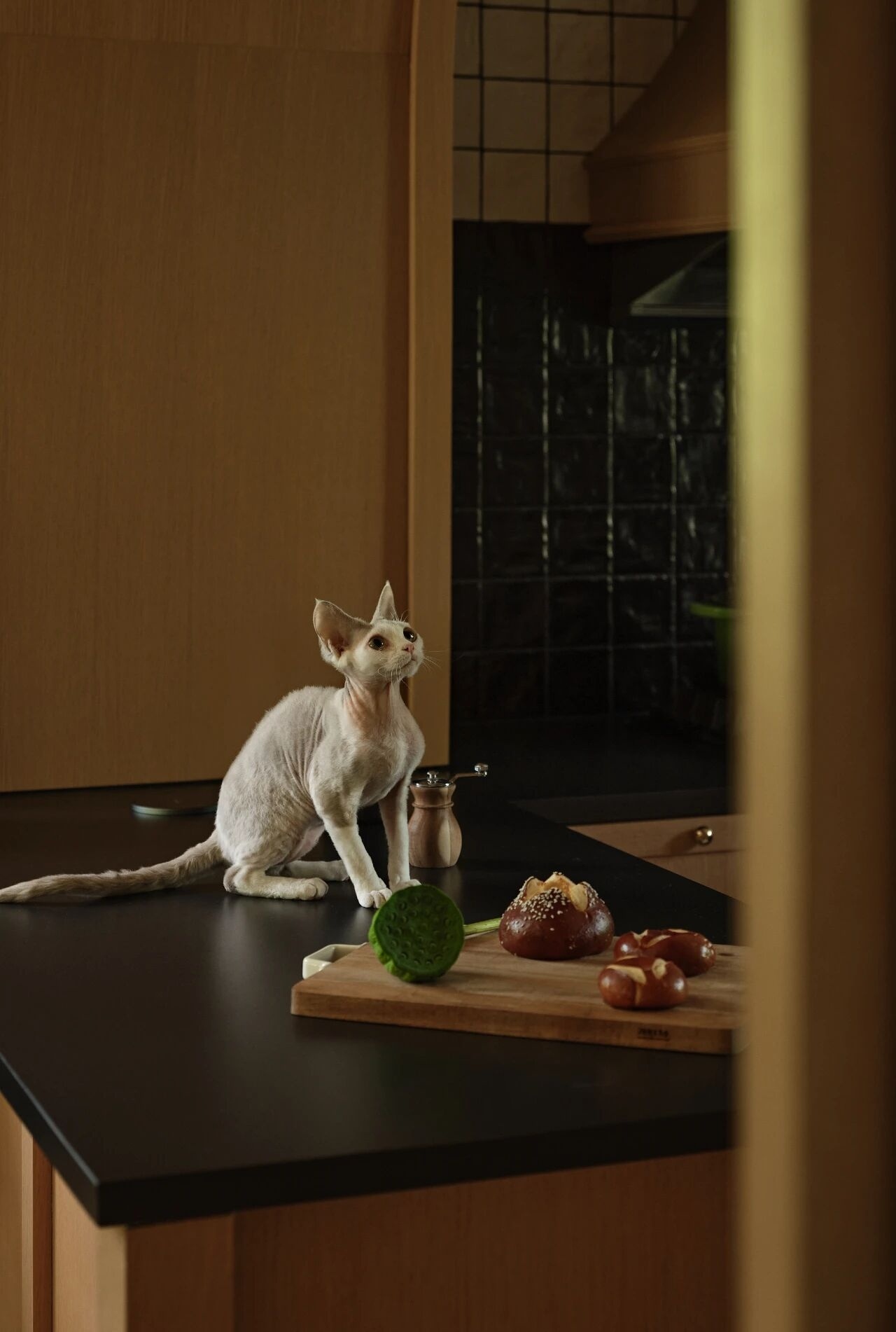 栖所:与自然和毛孩的对话丨中国南京丨读白设计-19