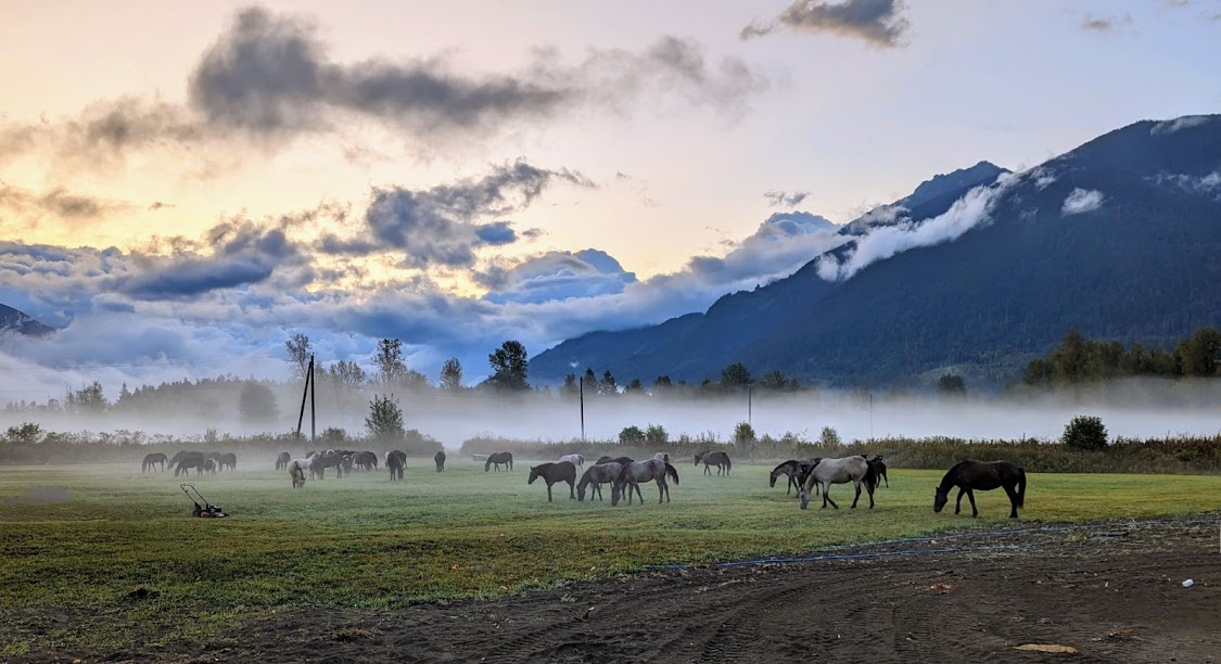 Pemberton Arbor ring-7