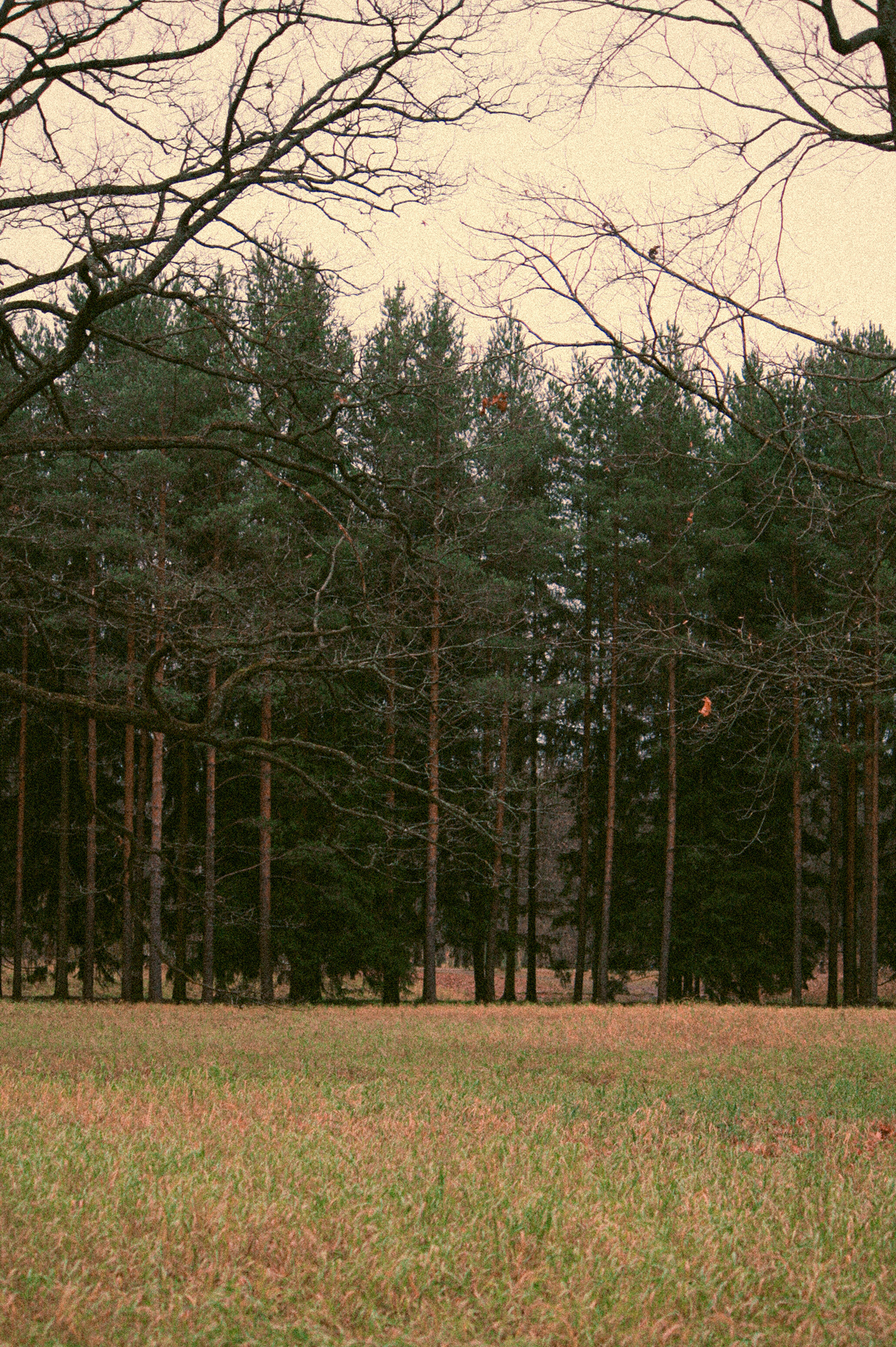remnants of autumn in Pushkin-3