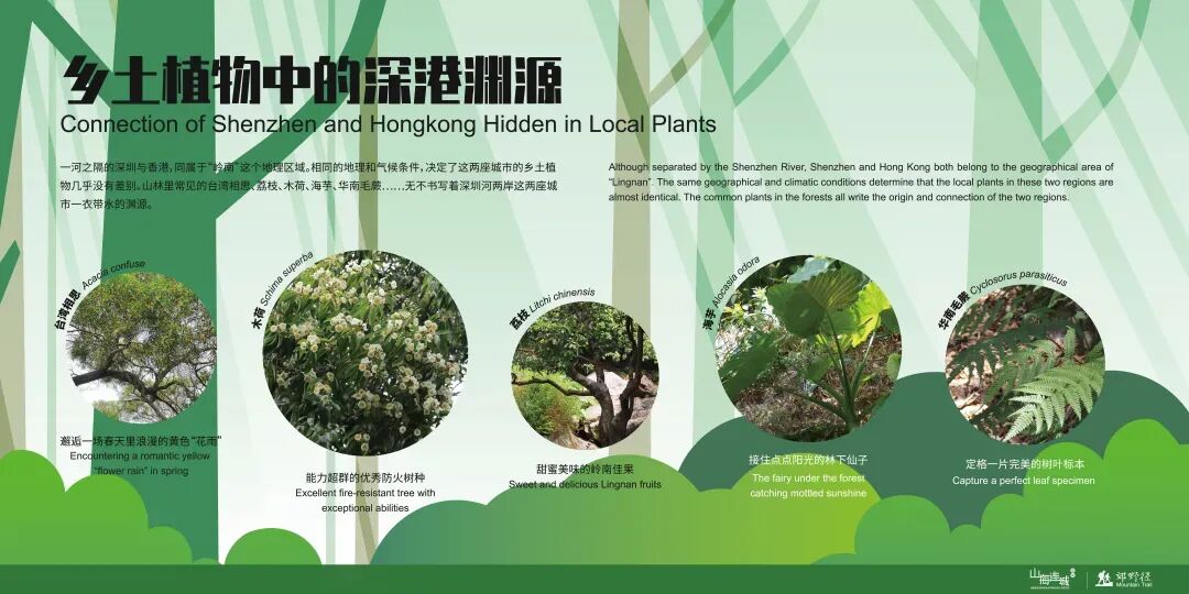 未名新作|山野有乾坤都市藏鲲鹏-深圳山海连城计划罗湖区东湖公园郊野径-莲塘口岸线-164