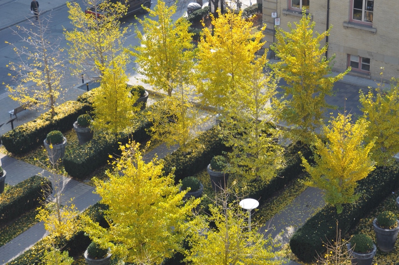 多伦多城镇大厅广场丨加拿大多伦多丨Janet Rosenberg Studio-6