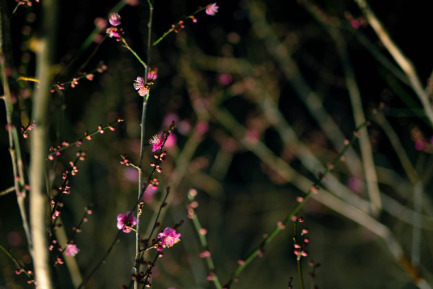teamLab偕乐园光之祭丨日本-40
