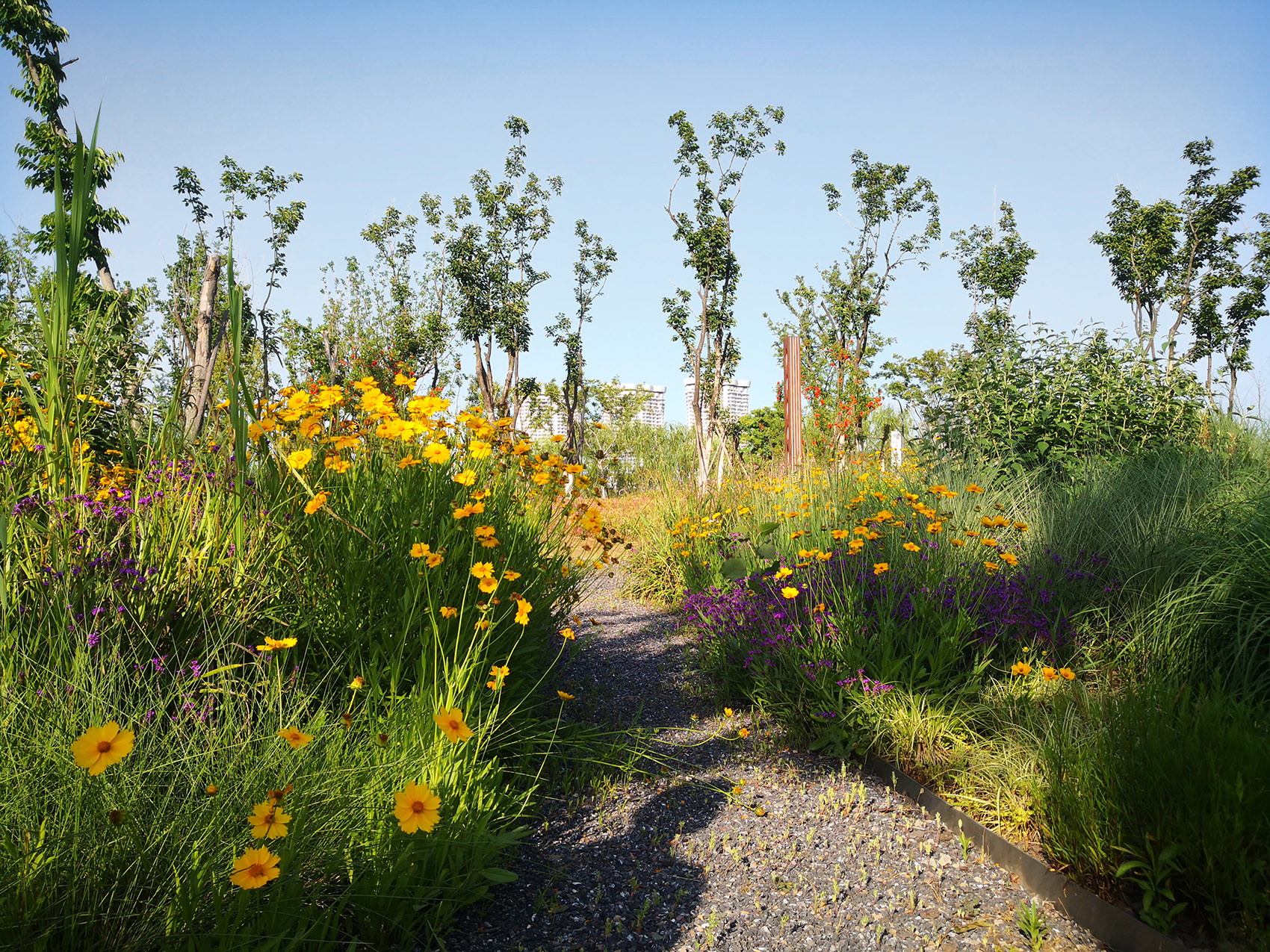 新加坡·南京生态科技岛-25