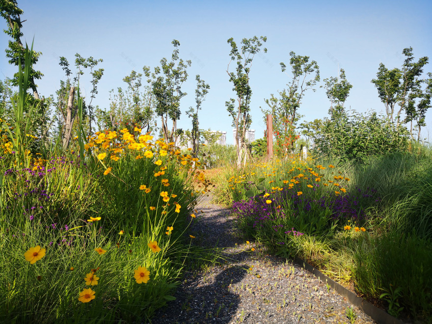 新加坡·南京生态科技岛-25