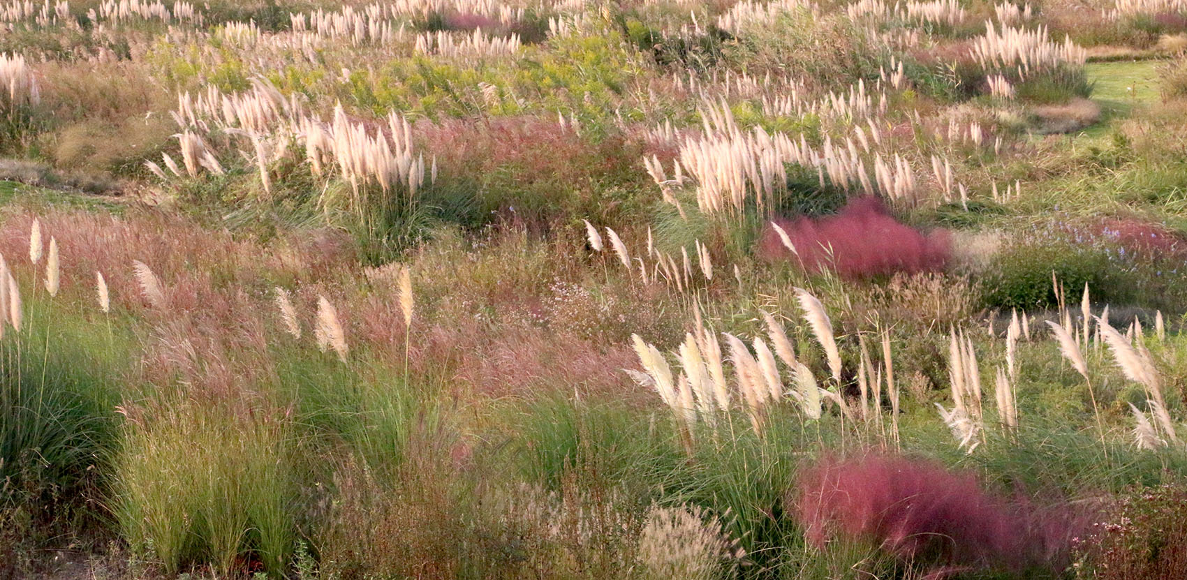 多岛海野草公园丨中国日照丨孔祥伟工作室-137