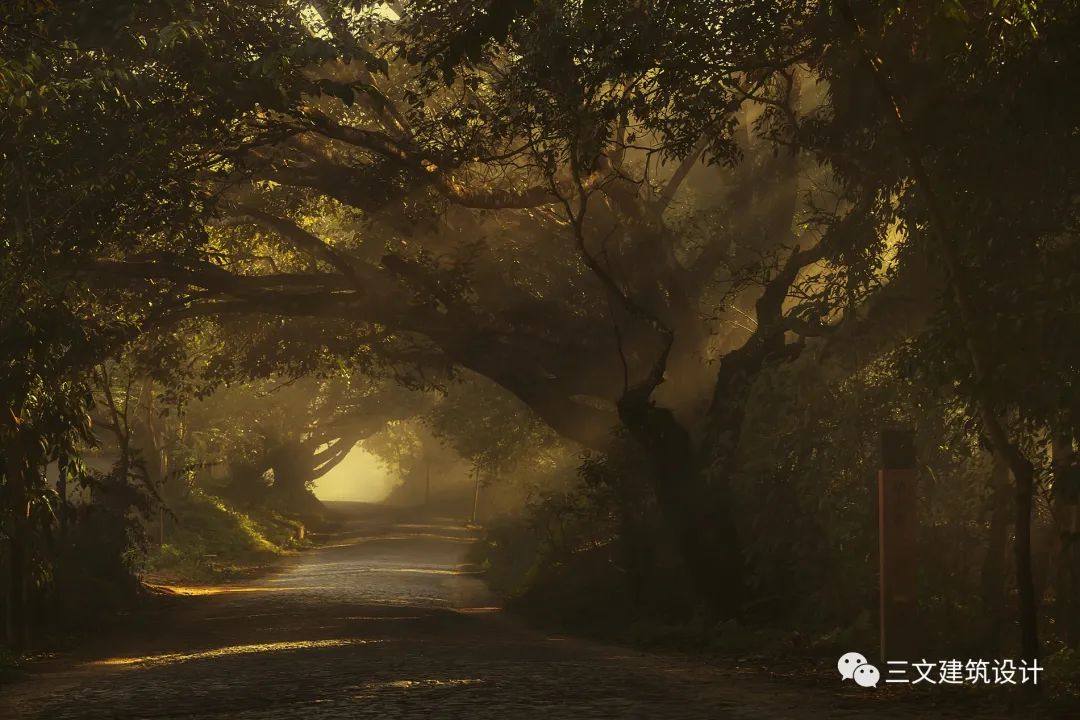 景迈山申遗中心-22