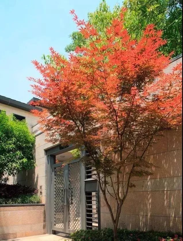 罗汉松 | 庭院中的守财吉祥树-187