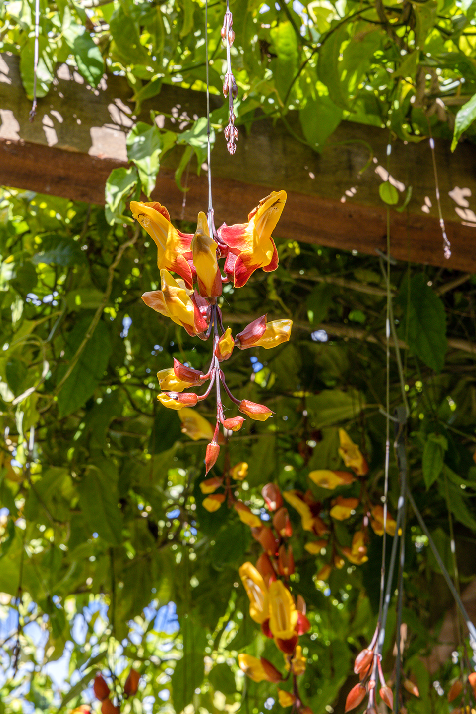 Videiras山谷中的住宅，巴西 / Rodrigo Simão Arquitetura-57