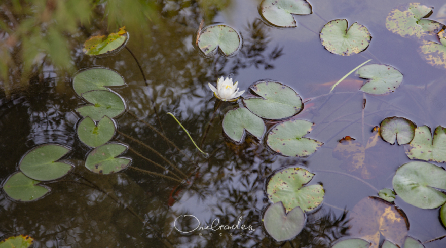 自然野趣 · 城市边缘的 800㎡花园秘境丨OneGarden-46