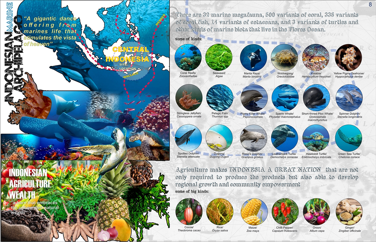 印尼 Flores 岛海洋生物保护中心丨ISHAQ ROCHMAN,ROCHMAN +CODES-16