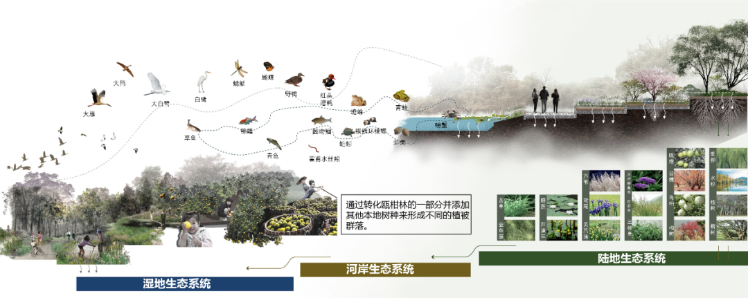 温州三垟湿地公园 | 生态、文化、经济价值重构的典范-37