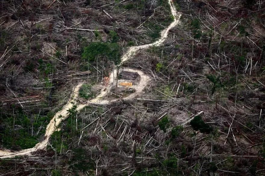 全球气候危机 | 亚马逊雨林火灾与生态破坏-143