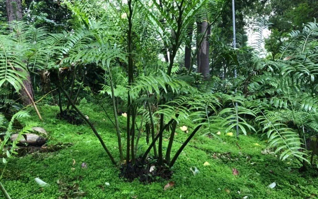 成都文旅集团旗下锦江公园斩获国际大奖-47