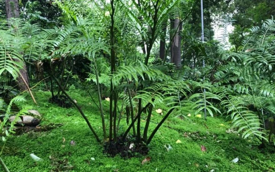 成都文旅集团旗下锦江公园斩获国际大奖-47