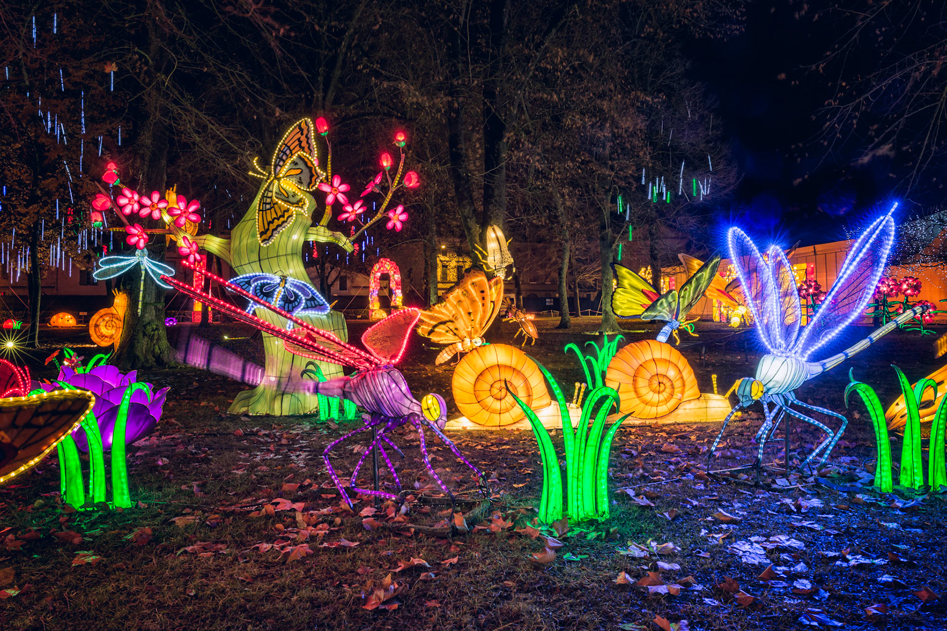 Festival Lanterne Gaillac 2017-6