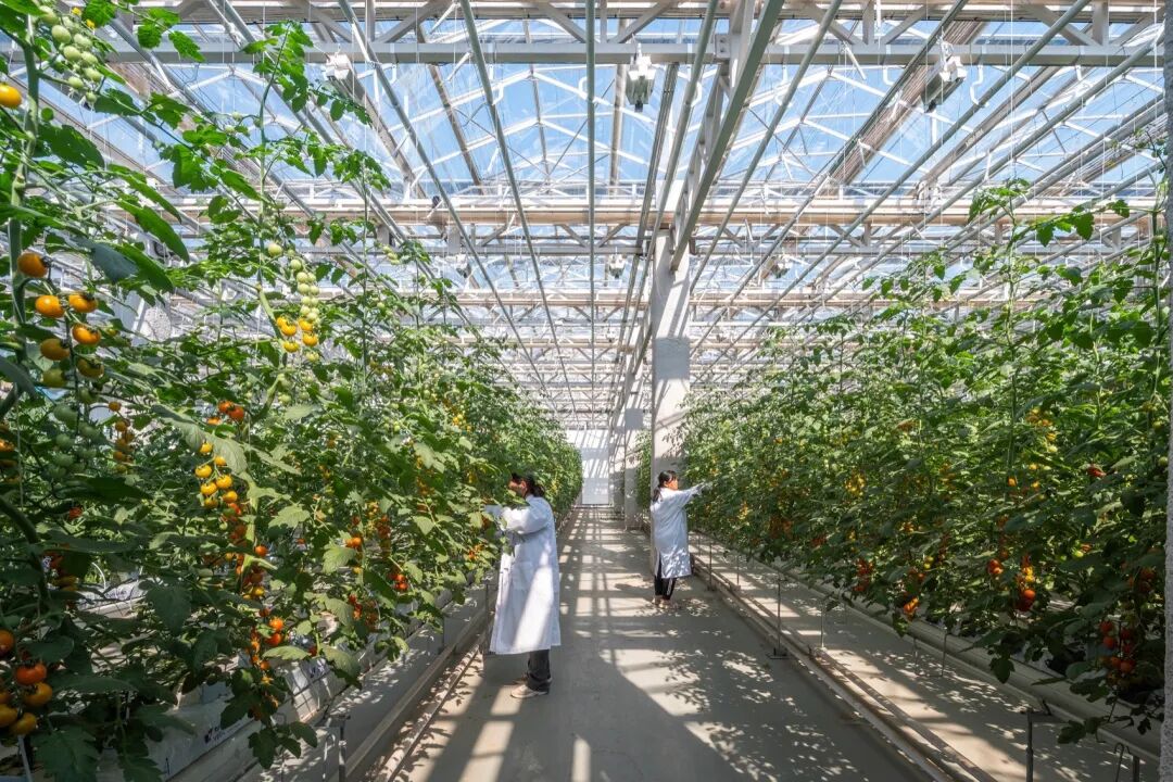 vanBergenKolpa在衡水打造水晶宫农场-99