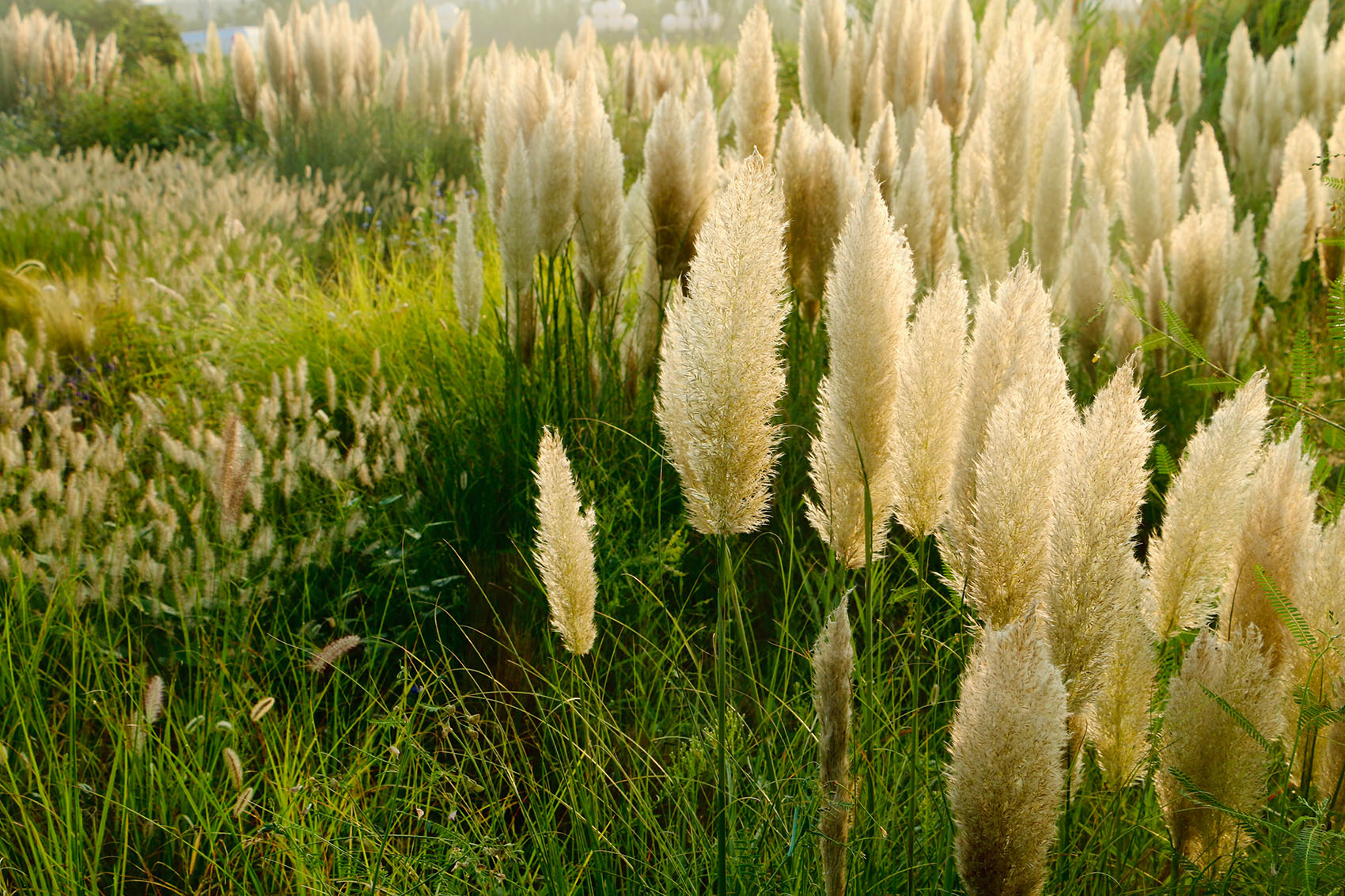 多岛海野草公园丨中国日照丨孔祥伟工作室-112