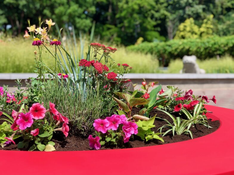 Elbląg新大型花盆公共空间增色项目丨波兰埃尔布隆格-13