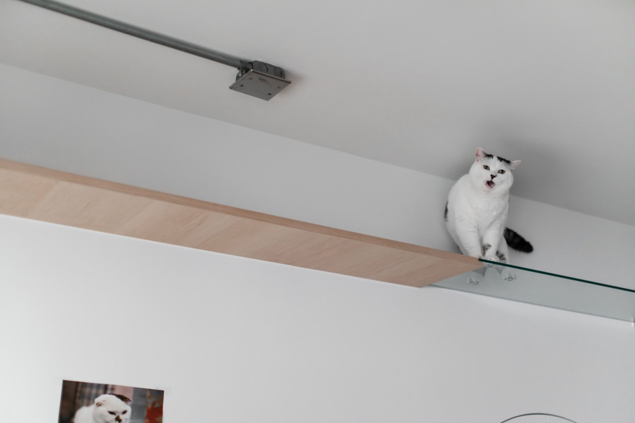 木介空间设计 · 猫的生活-22