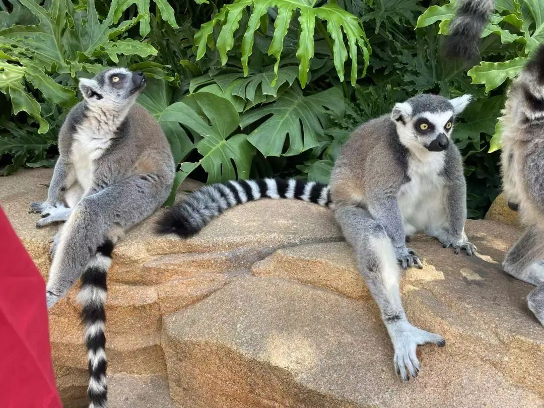 卓创学社丨19期：从铁笼到家园——当设计开始为动物“让渡”权力-10