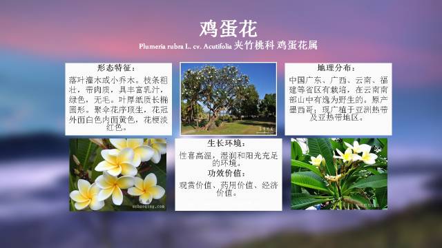 秋凌景观陪伴你学习的第3128天-29