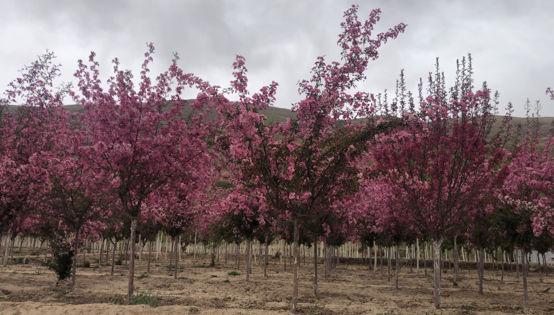 西宁万科城的美好生活场景，城市绿洲为西宁而定制 | 西宁·万科城一期-56