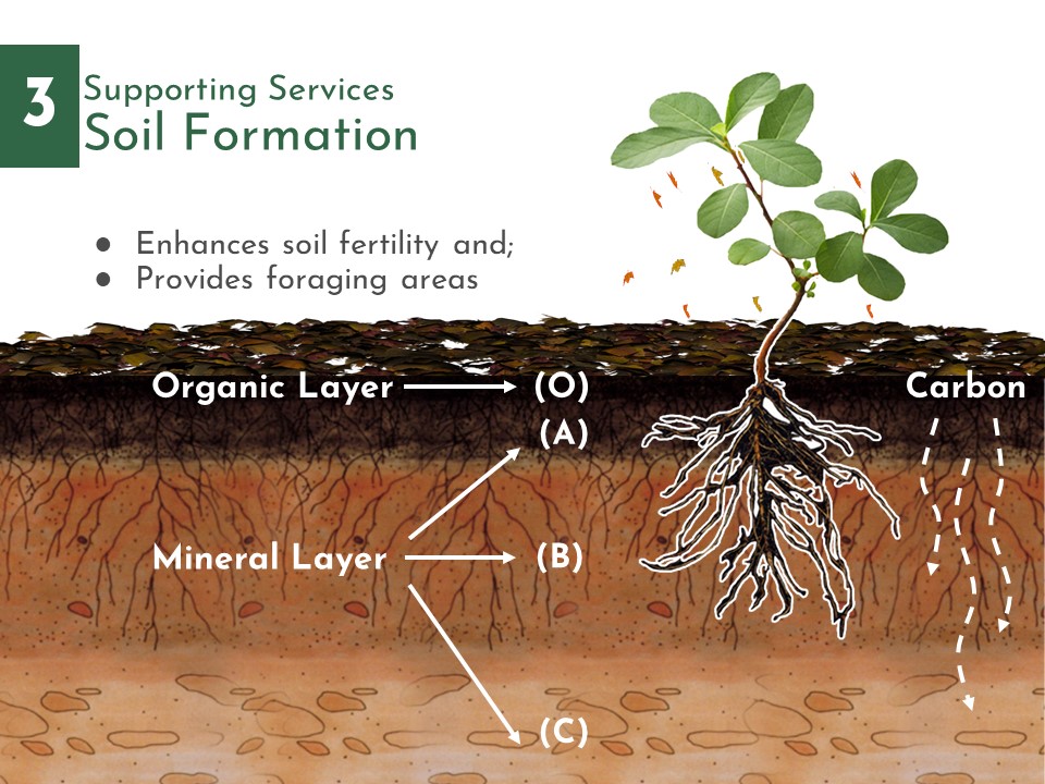 West Coast Park Redesign for Mitigating UHI-15
