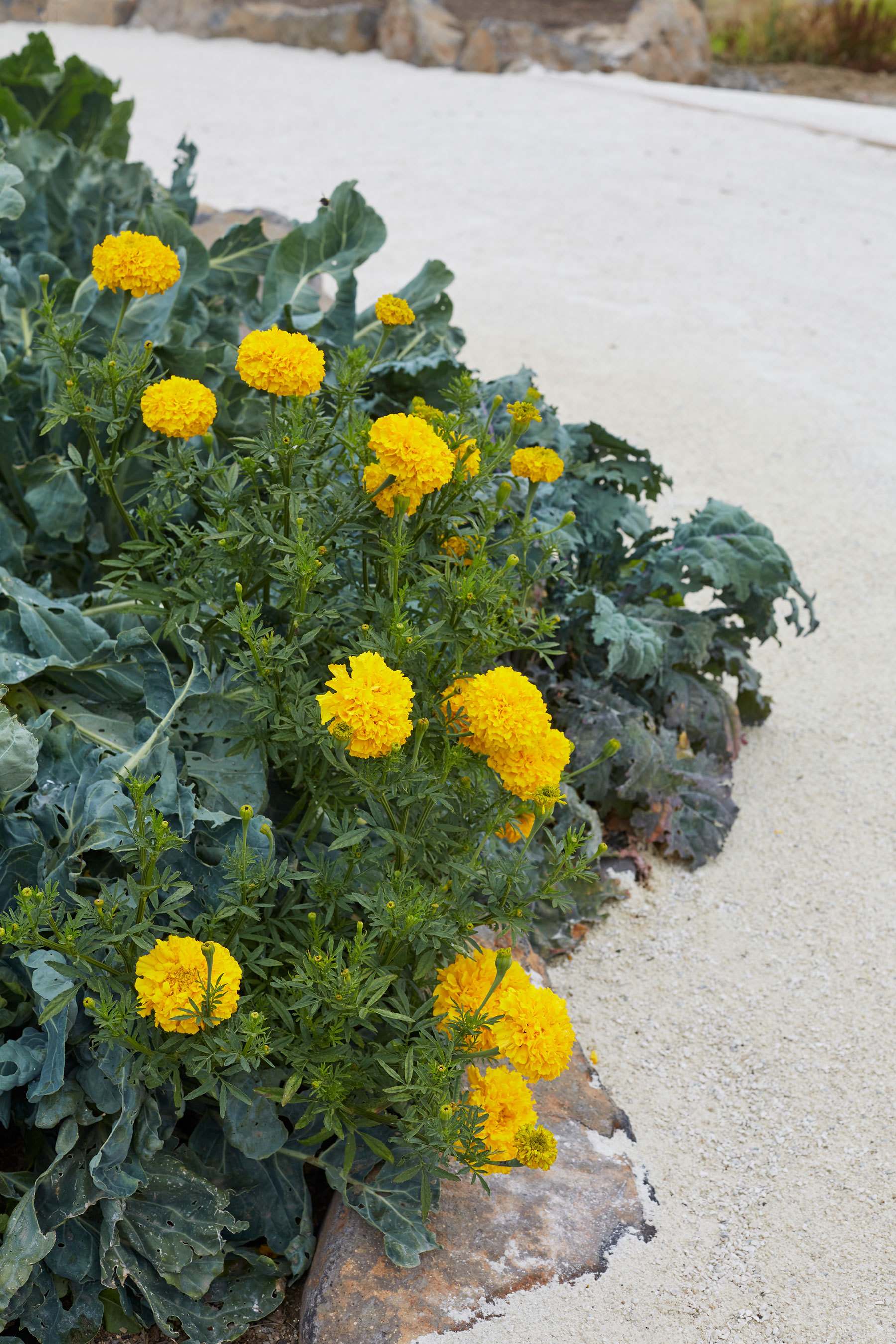 丨新西兰奥克兰丨Xanthe White,James Walkinshaw-29