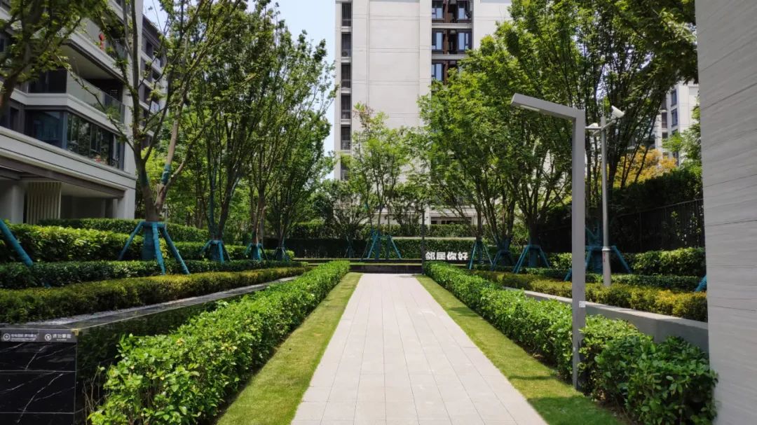 园路列植设计丨上景总工办-53