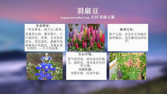 秋凌景观陪伴你学习的第3128天-76