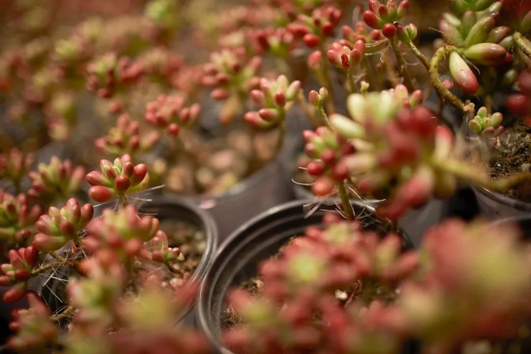 鹿岛生活 | 感官之旅的空间设计-62