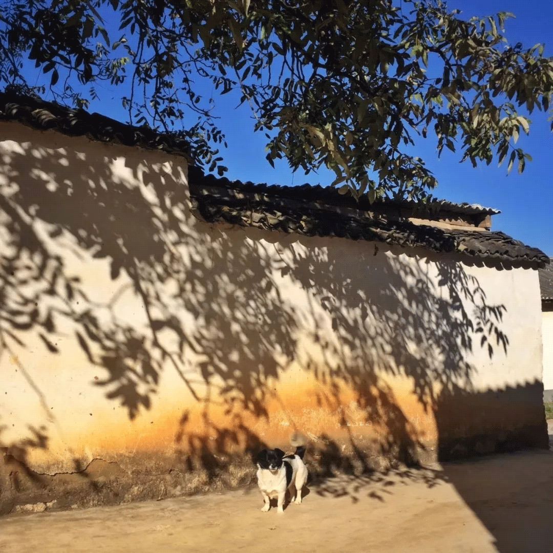 买不起房，小夫妻把牛棚改造成家，竟成300㎡大别墅还有150㎡花园菜地......-166