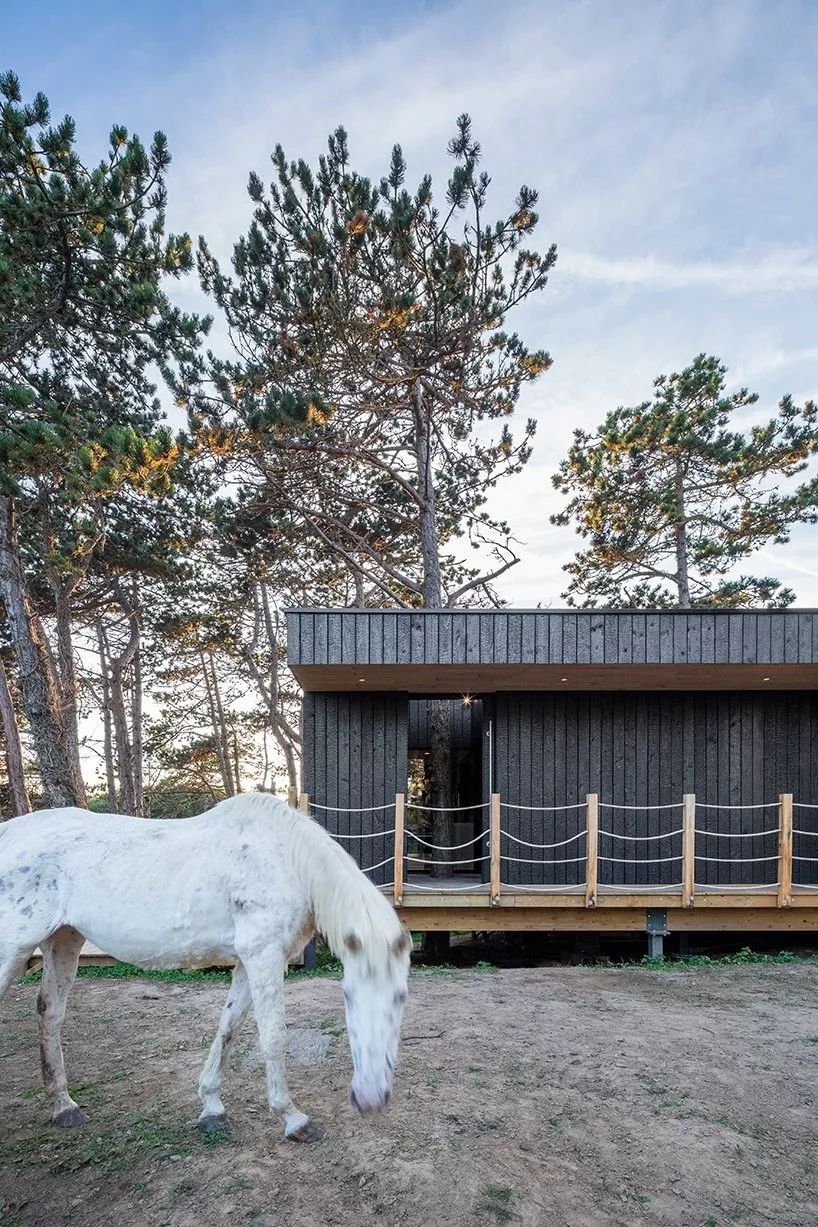 乡村松树树屋，与自然共生的设计奇迹-6