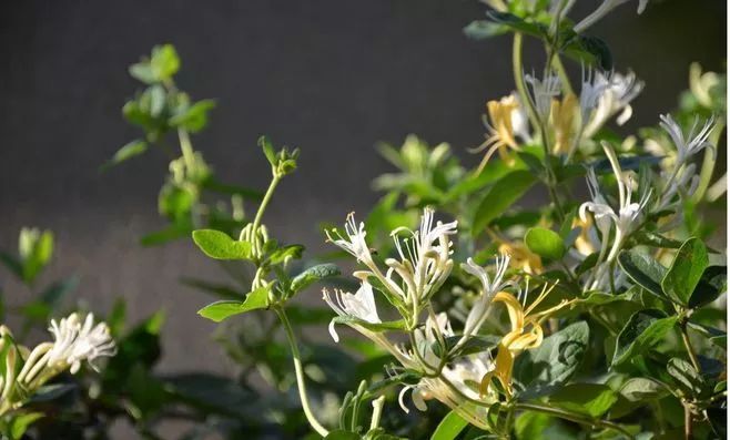 四季花开不间断的阳台打造指南-48