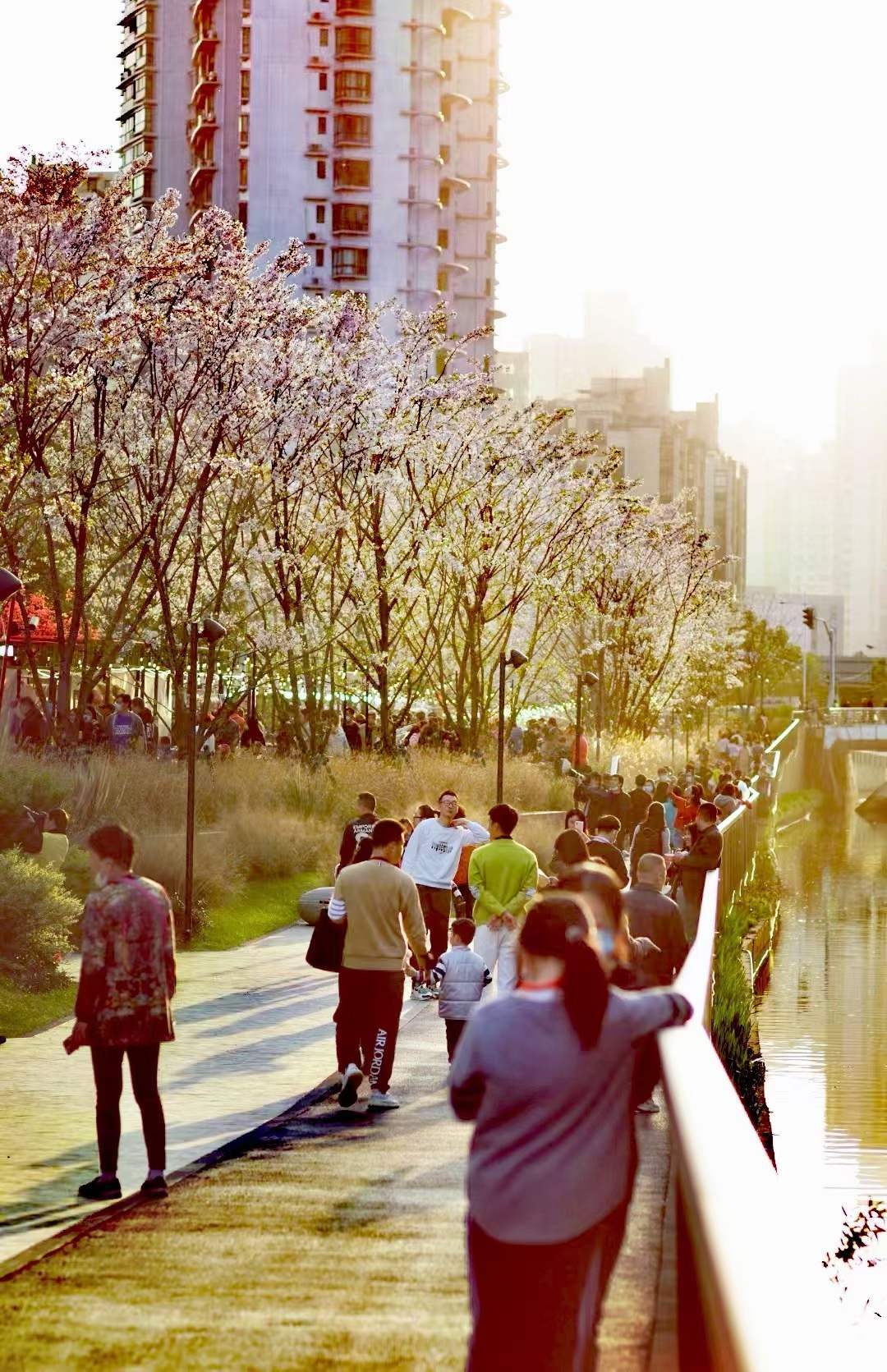 魔都五大赏樱胜地丨中国上海-22