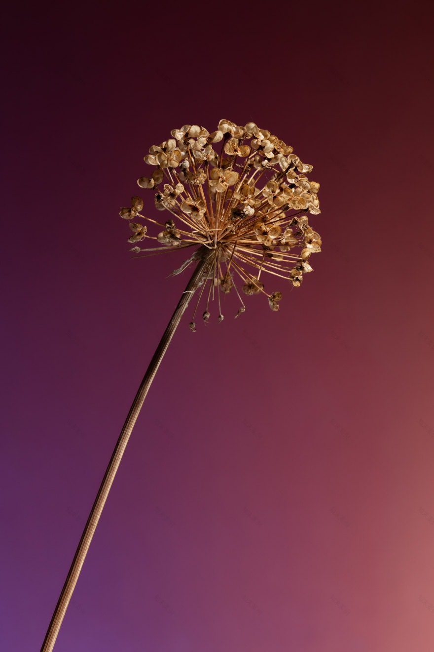 TorriPhoto摄影创作项目-66