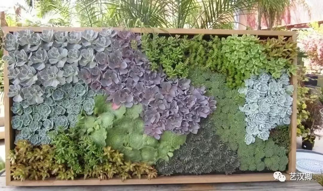 创意多肉墙 | 绿色装饰的艺术魅力-7