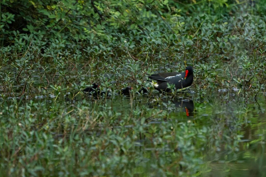 城市掌心的生态山野——麓野公园-193
