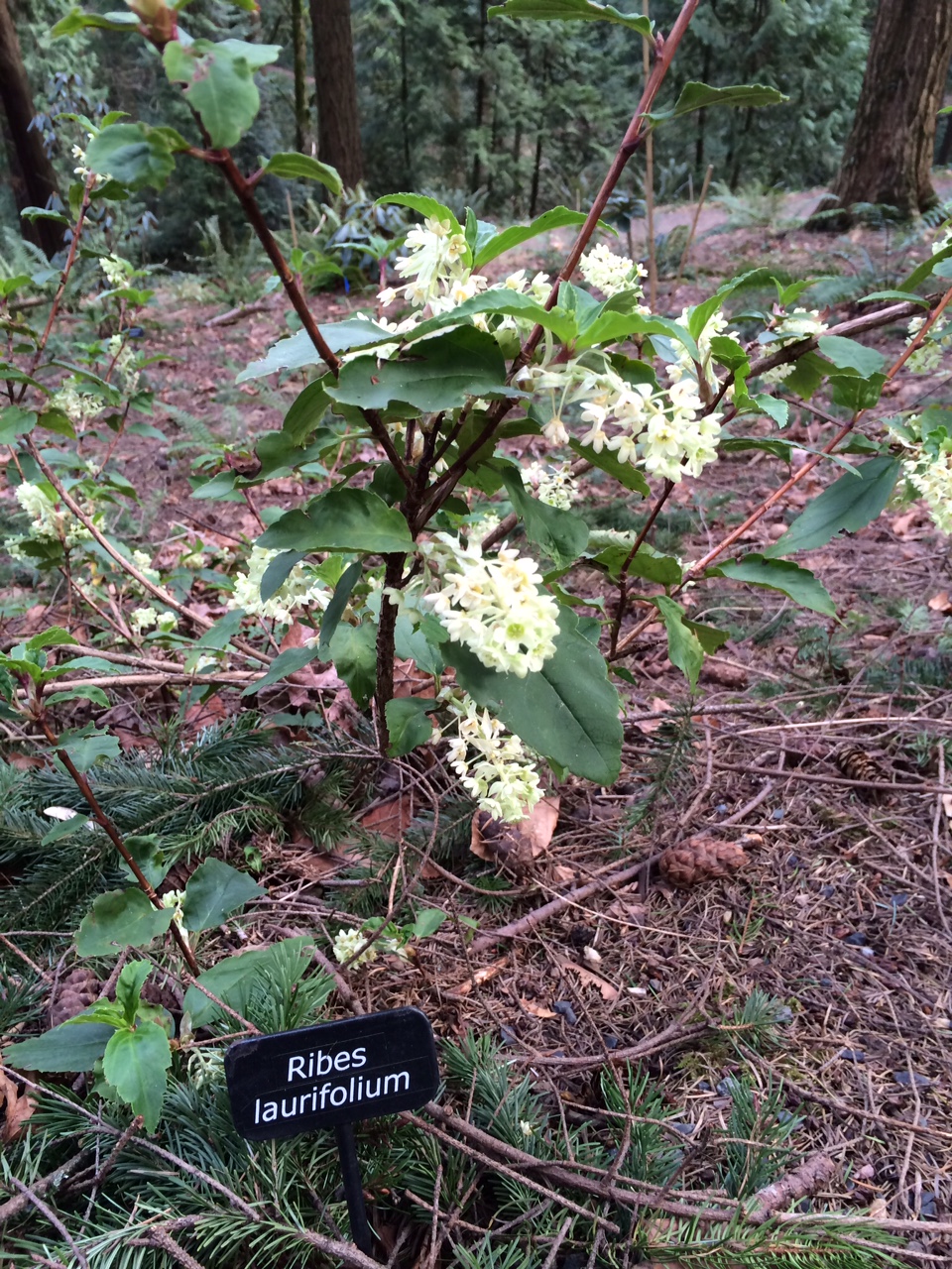 华盛顿公园喜马拉雅云林花园丨美国华盛顿-11