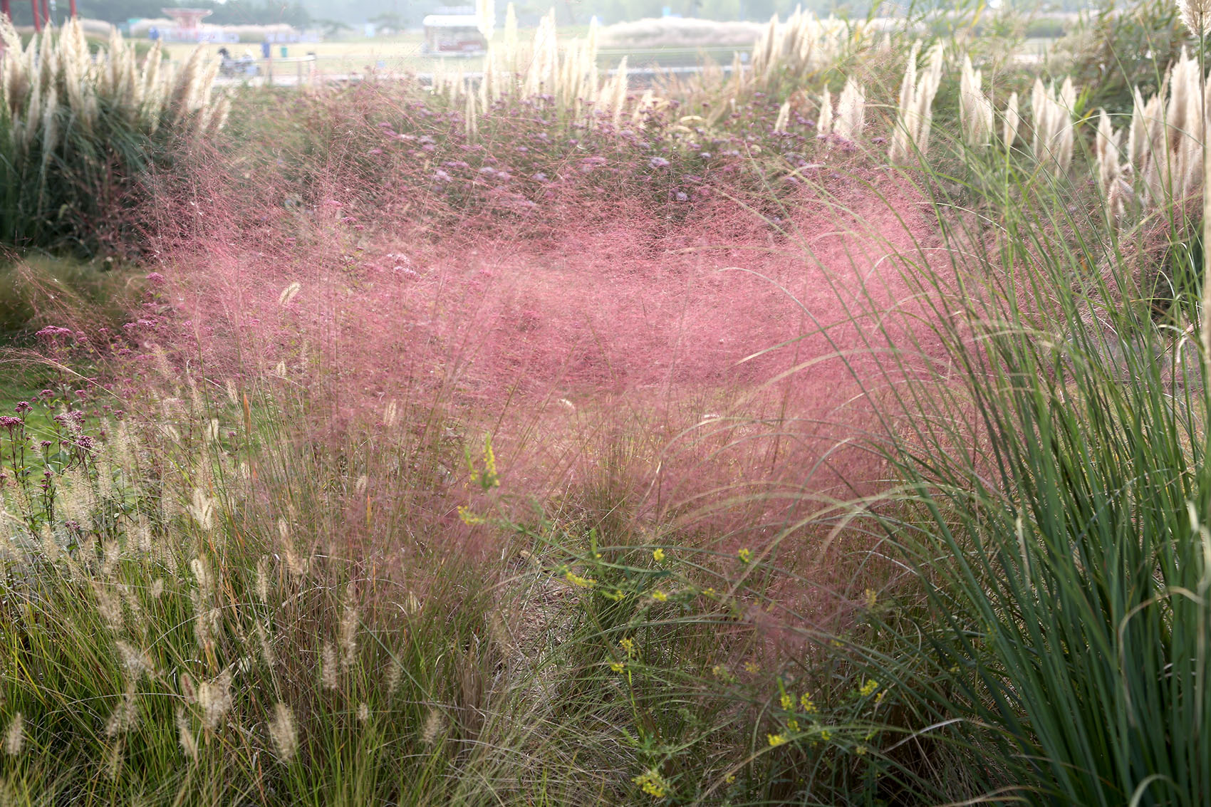 多岛海野草公园丨中国日照丨孔祥伟工作室-138