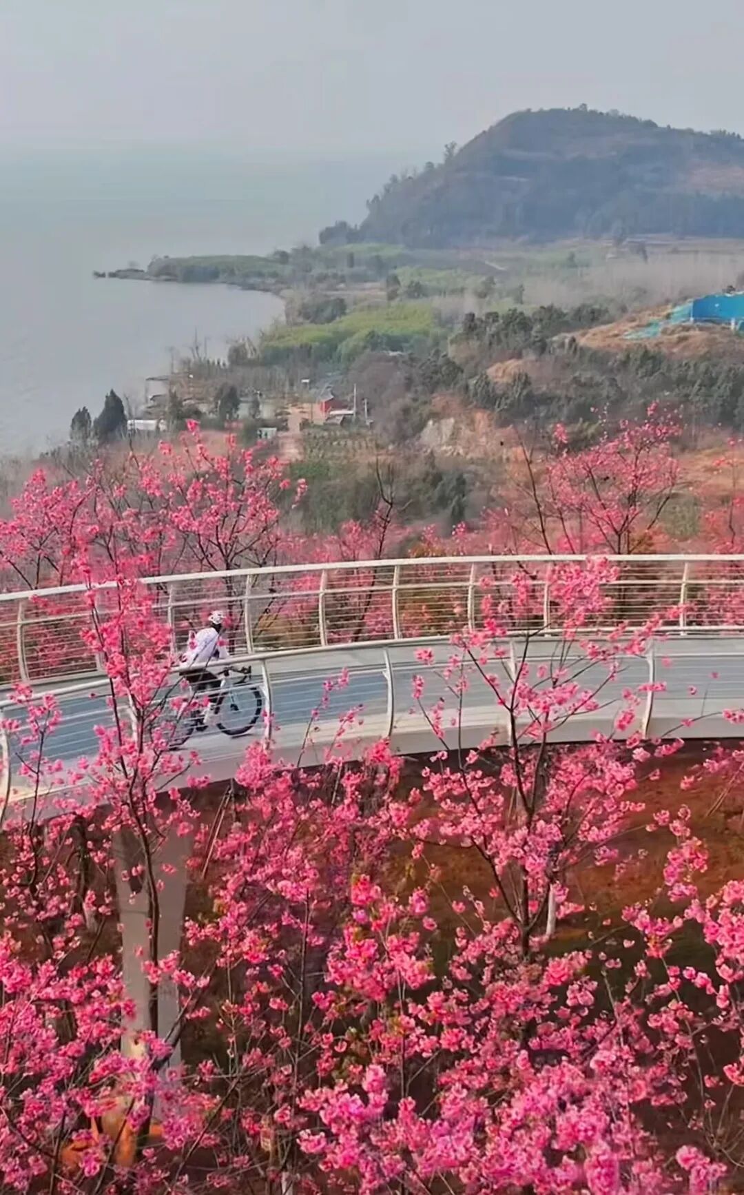 【中规作品】春城新画卷——滇池绿道之春日请柬-63