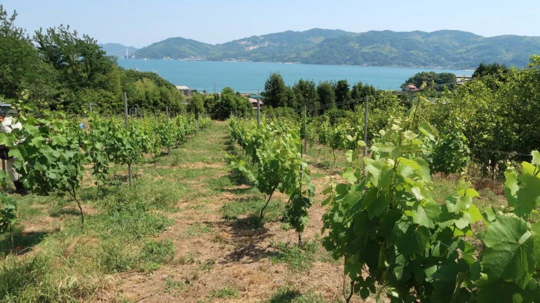 伊东豊雄建筑设计事务所丨日本-122