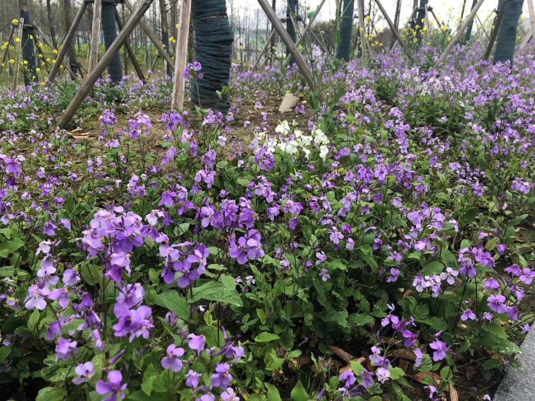 桃浦中央绿地 | 开放式绿地设计的典范-9