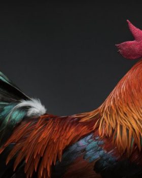 The CHICken book摄影，意大利 / Moreno Monti & Matteo Tranchellini
